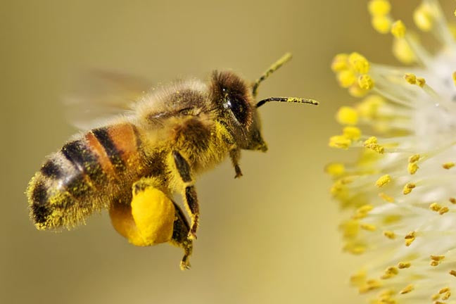 Bee Pollen Granules