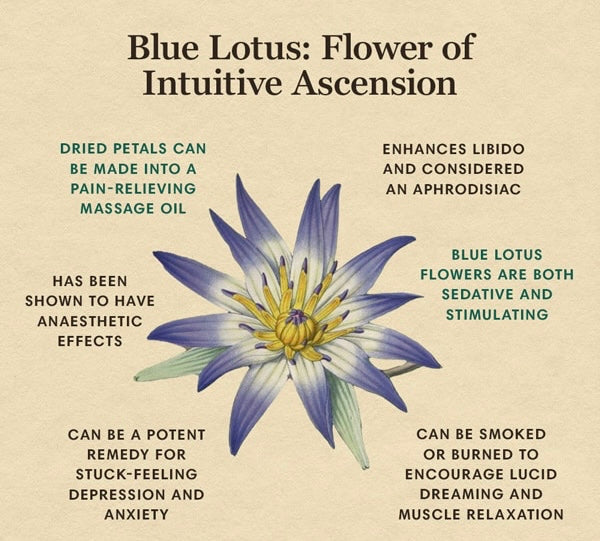 Blue Lotus Flowers - Whole