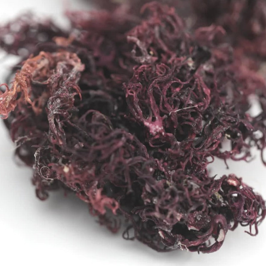 wildcrafted raw sea moss